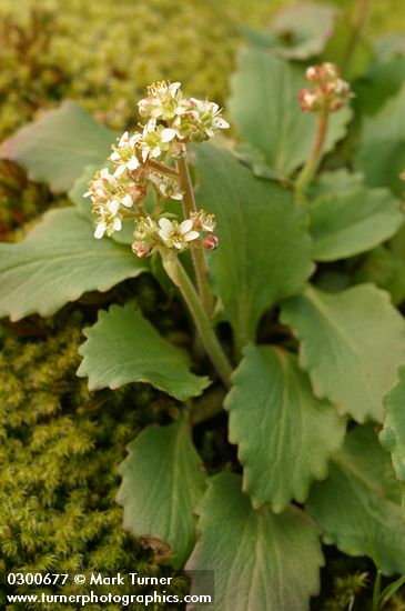 Saxifraga occidentalis