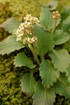 Western Saxifrage