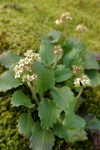 Western Saxifrage