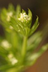 Annual Bedstraw blossoms & foliage extreme detail