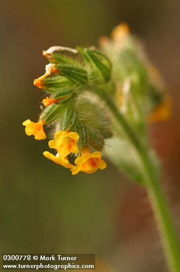 Amsinckia menziesii var. menziesii (A. retrorsa)