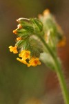 Rigid Fiddleneck blossoms extreme detail, backlit