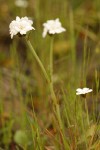 Rusty Popcorn Flower