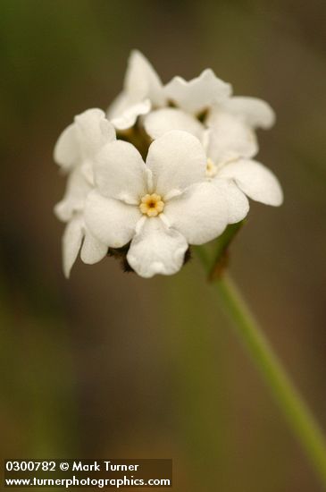 Plagiobothrys nothofulvus