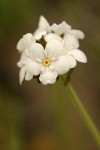 Rusty Popcorn Flower blossoms extreme detail