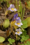 Naked Broomrape