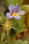 Naked Broomrape blossom detail