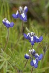 Small-flowered Lupine