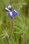 Small-flowered Lupine blossoms detail