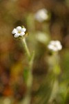 Slender Popcorn Flower