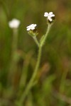 Slender Popcorn Flower