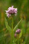 Rosy Plectritis