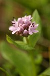 Rosy Plectritis