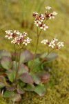 Western Saxifrage