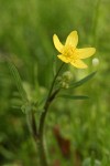 Western Buttercup