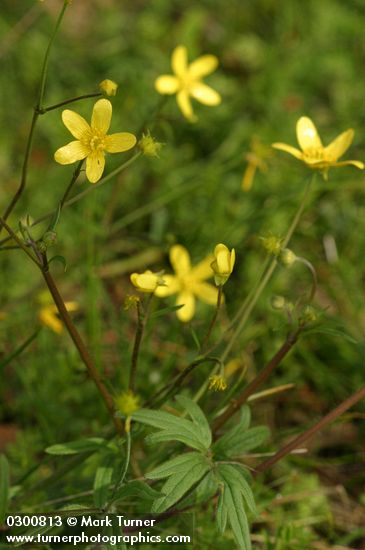 Ranunculus occidentalis var. occidentalis