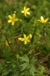 Western Buttercup