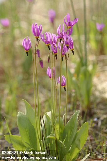 Dodecatheon poeticum