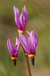 Poet's Shooting Star blossoms extreme detail