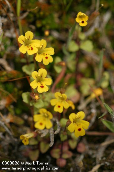 Mimulus alsinoides