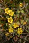 Chickweed Monkey Flowers