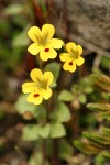 Chickweed Monkey Flower blossoms & foliage detail