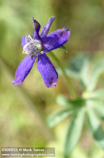 Delphinium nuttallianum