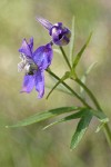 Upland Larkspur blossoms detail