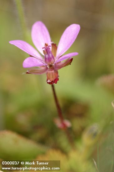 Erodium cicutarium