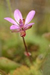 Filaree blossom detail