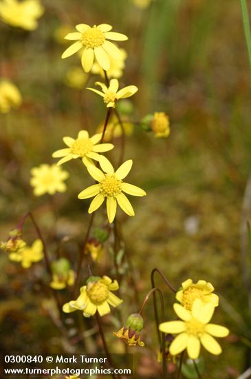 Crocidium multicaule