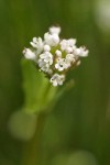 White Plectritis blossoms extreme detail