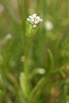 White Plectritis