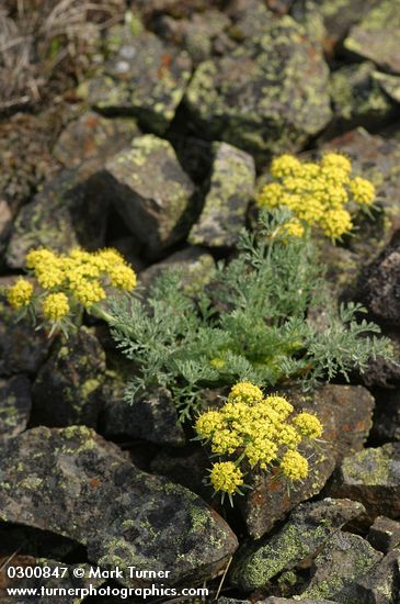 Lomatium macrocarpum