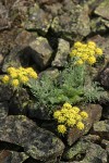 Gray-leaf Desert Parsley; Biscuit Root