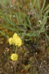 Slender-fruited Desert Parsley