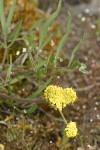 Slender-fruited Desert Parsley