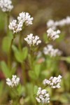 White Plectritis