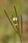 Little Western Bitter Cress blossoms & seed pods extreme detail