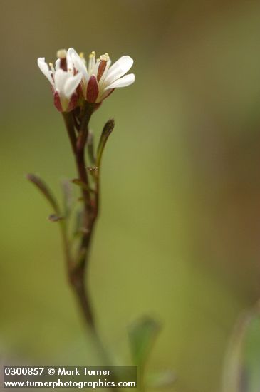 Cardamine oligosperma