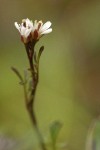 Little Western Bitter Cress blossoms detail