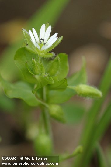 Stellaria media