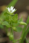 Common Chickweed