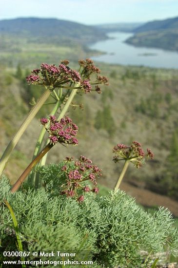 Lomatium columbianum