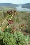 Columbia Desert Parsley w/ Columbia R at Catherine Cr soft bkgnd