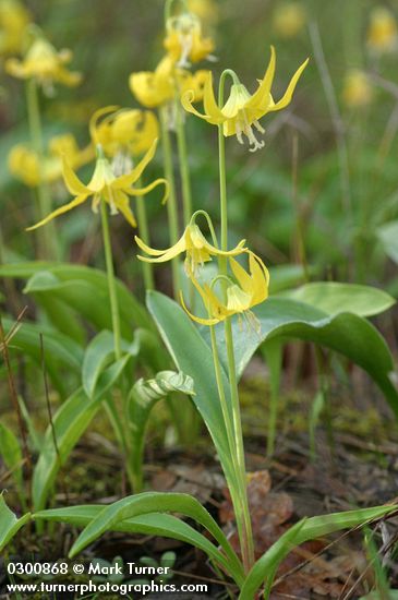 Erythronium grandiflorum