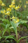 Glacier Lilies