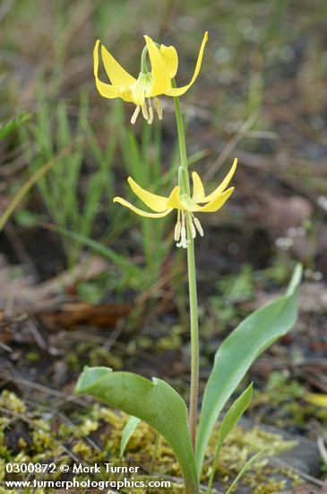 Erythronium grandiflorum