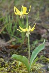 Glacier Lily