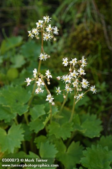 Saxifraga mertensiana